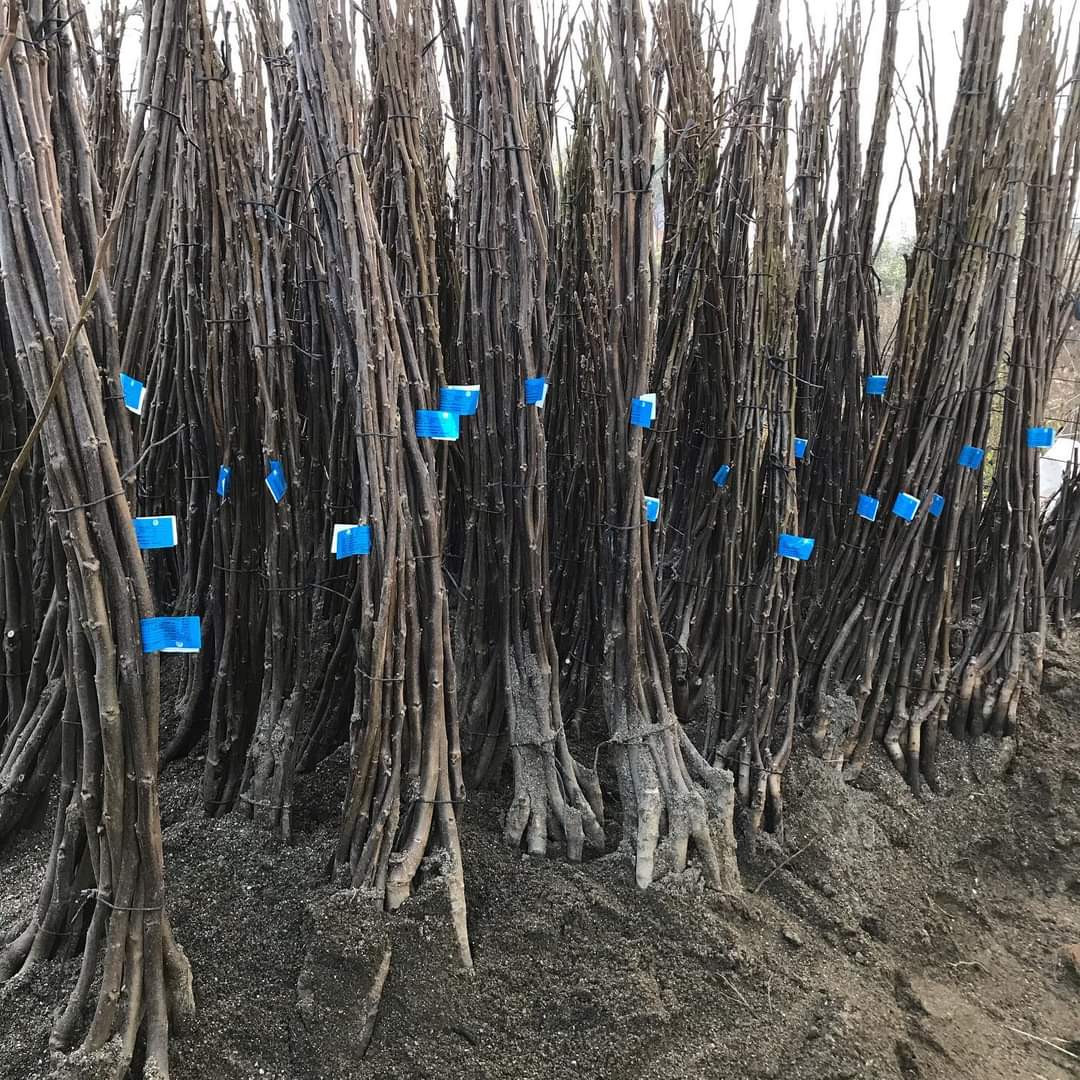 FERNETTE CEVİZ FİDANI